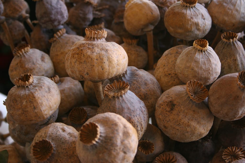 [lnk url="https://www.flickr.com/photos/fredjala/"]Zdroj: CC license 2.0 Fred Jala[/lnk]