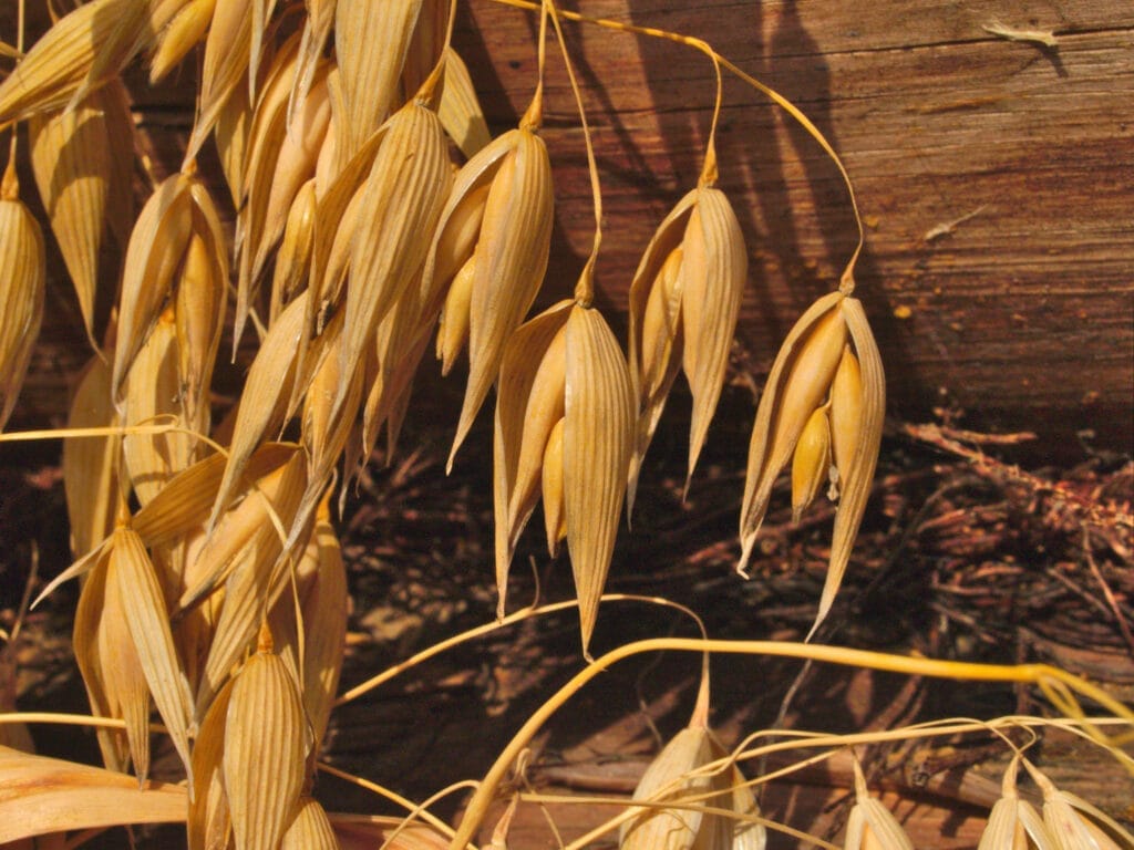 [lnk url="https://www.flickr.com/photos/at8eqeq3/"]Zdroj: CC license 2.0 Dmitry Grigoriev[/lnk]