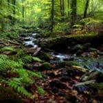 [lnk url="https://commons.wikimedia.org/wiki/File:Poh%C4%BEad_na_Bad%C3%ADnsky_potok.JPG"]Zdroj: Gasparct, Wikimedia Commons[/lnk]