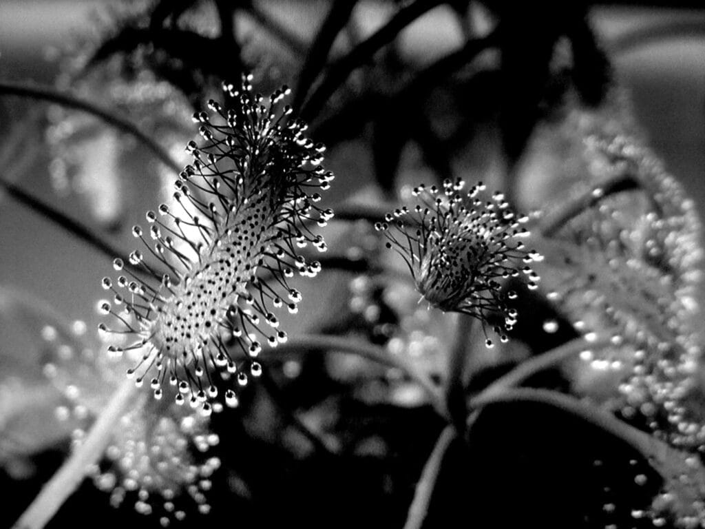 [lnk url=“https://www.facebook.com/photo.php?fbid=1303915656292660&set=g.108685472808058&type=1&theater"]Autor: Čestmír Ježek[/lnk]