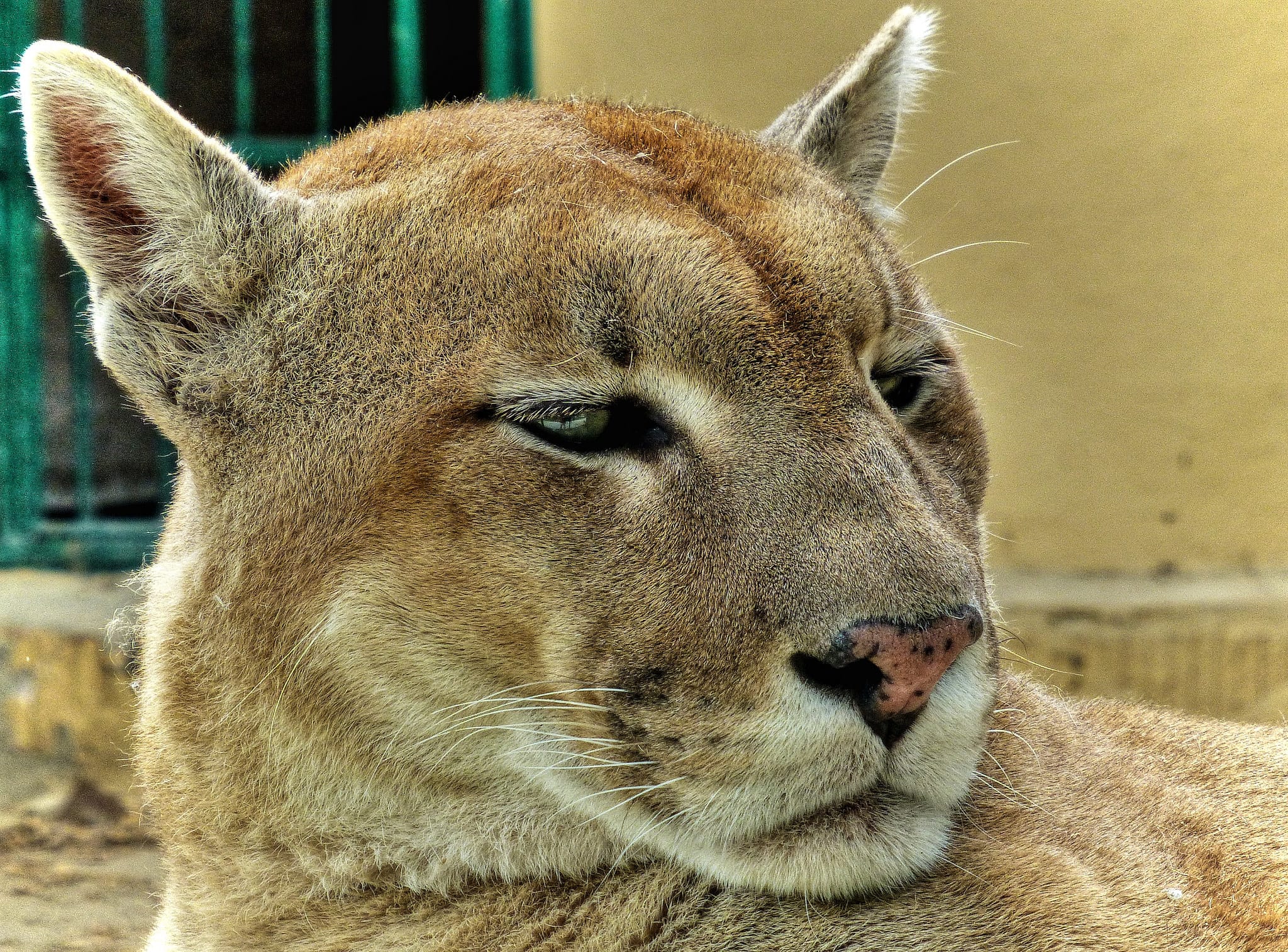 Puma v ZOO Spišská Nová Ves, Zdroj: Flickr, CC 2.0, Autor: [lnk url="http://www.traveltipy.com/"]Traveltipy[/lnk]