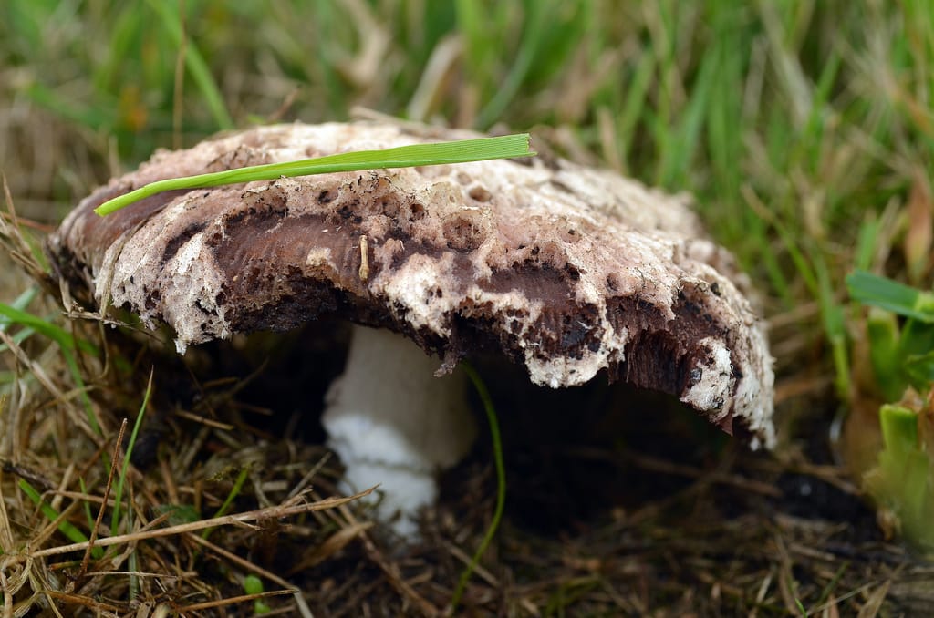 [lnk url="https://www.flickr.com/photos/gaby1/"]Zdroj: Flickr, Autor: Gabriel González[/lnk]