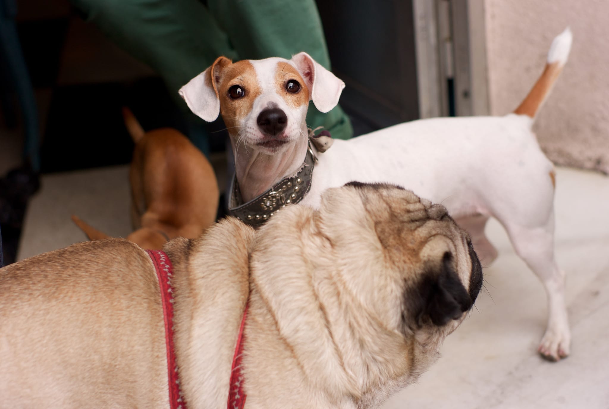 Zdroj: Flickr José Morcillo Valenciano