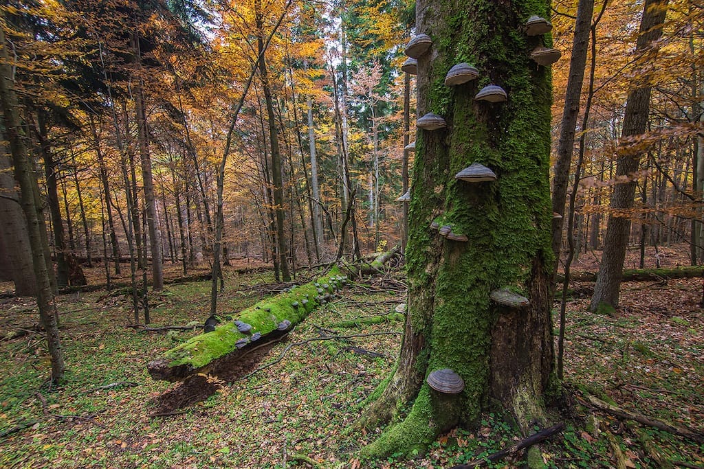 Zdroj: FotoSlovensko Autor: Vladimír Šifra